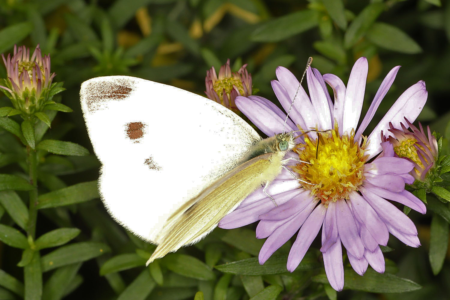 an der Asterblüte