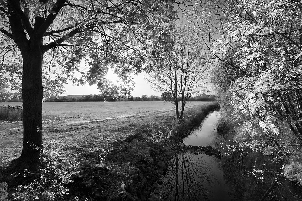 An der Aue Herbst im Gegenlicht