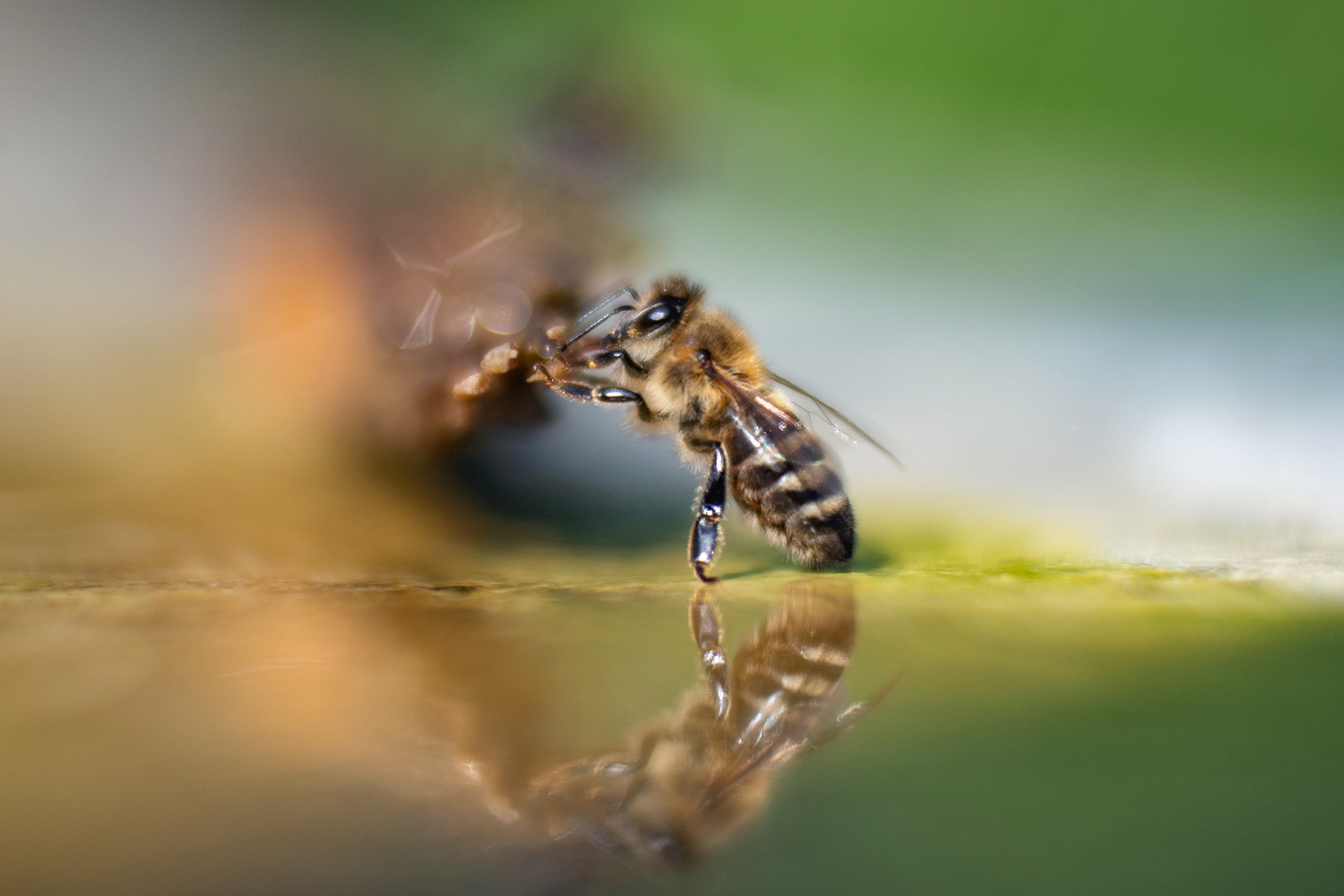 An der Bienen-Bar.