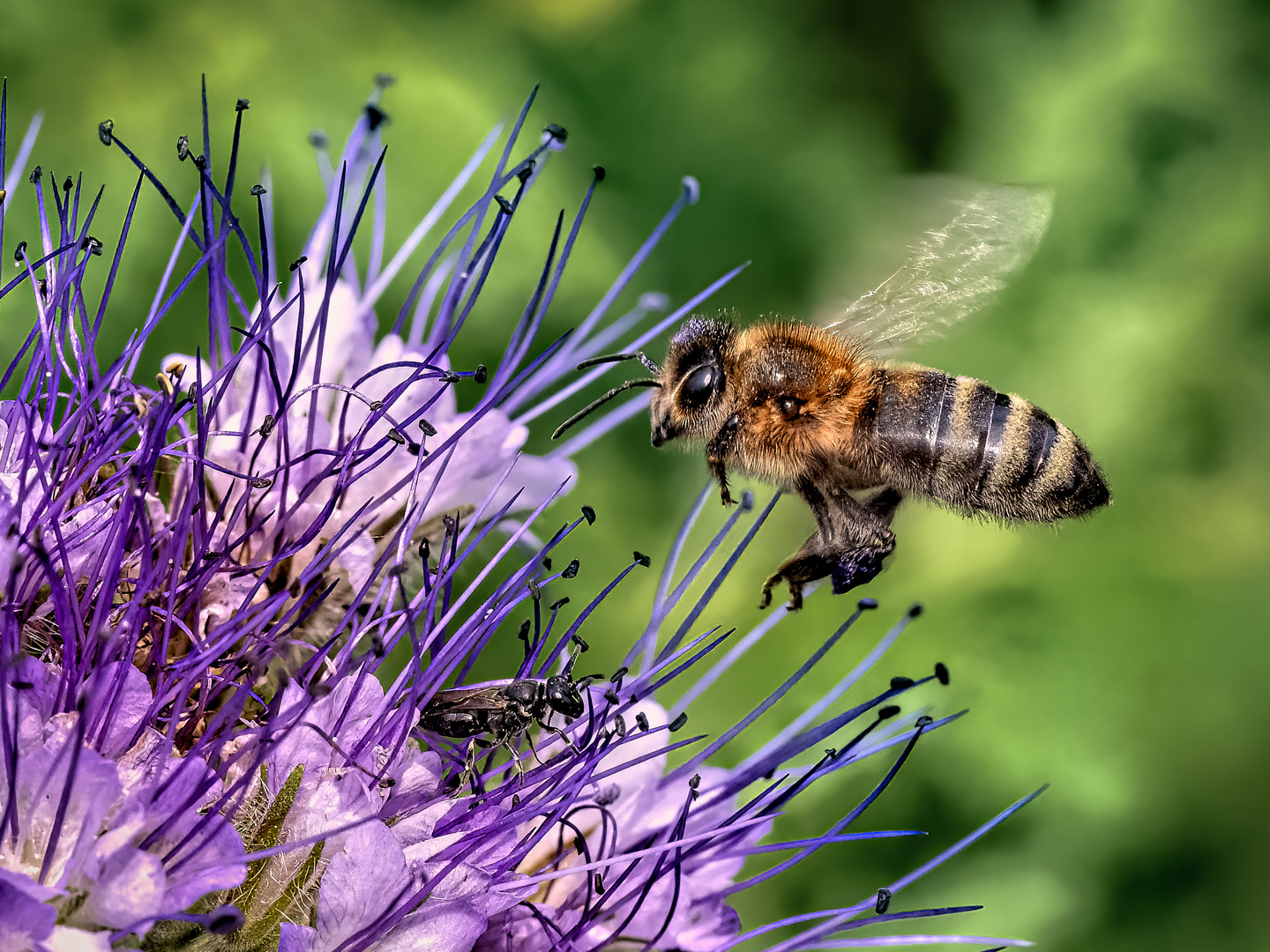 An der Bienenweide