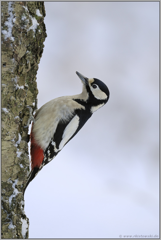 an der Birke... Buntspecht *Dendrocopos major*