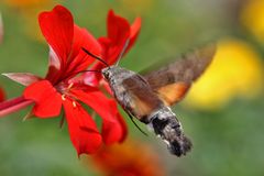 an der Blüte "angedockt"