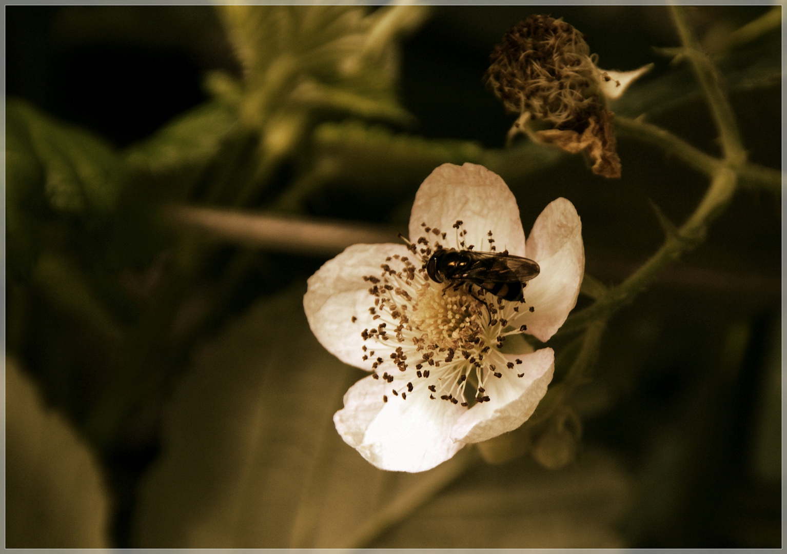 An der Blüte genascht