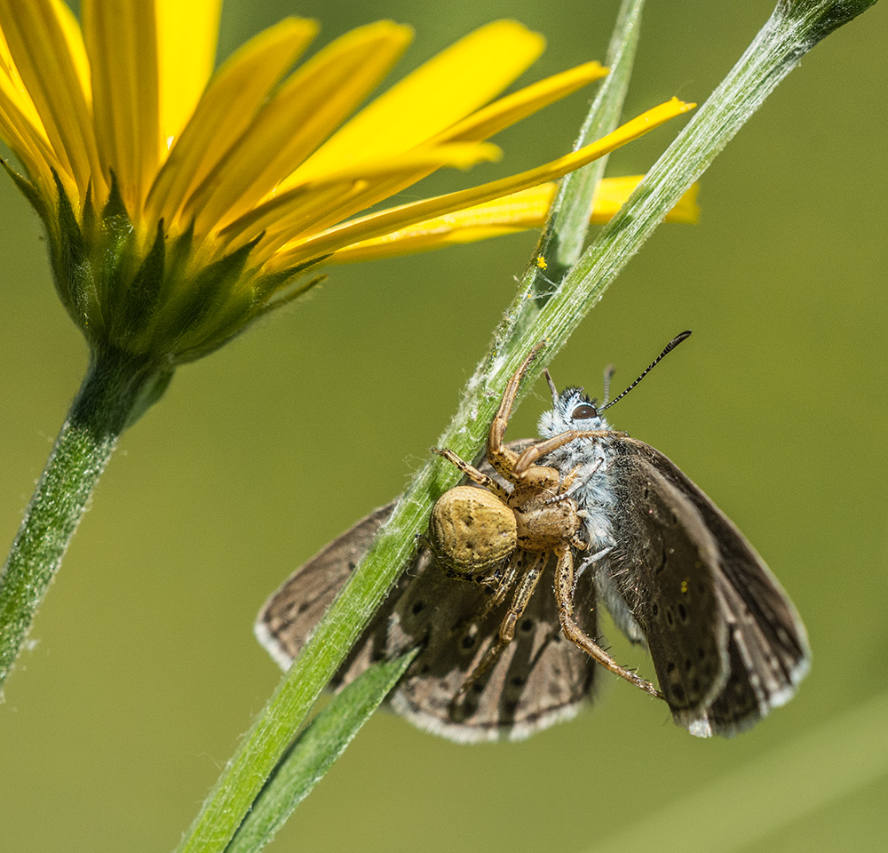 An der Blume lauert der Tod