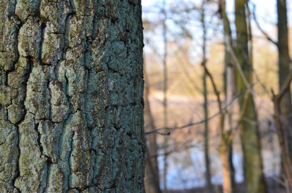 An der Borke vorbei