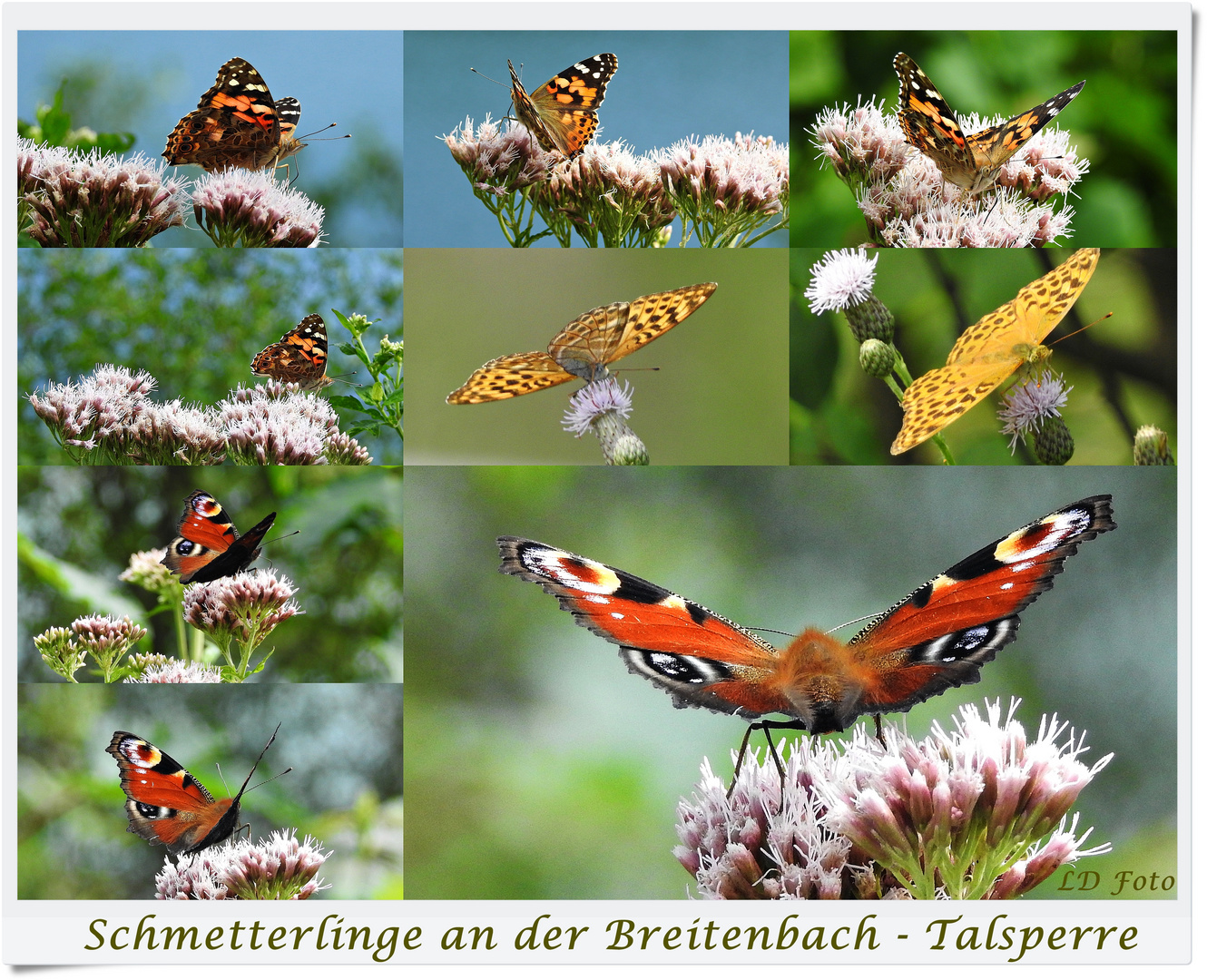 an der Breitenbach-Talsperre Schmetterlinge