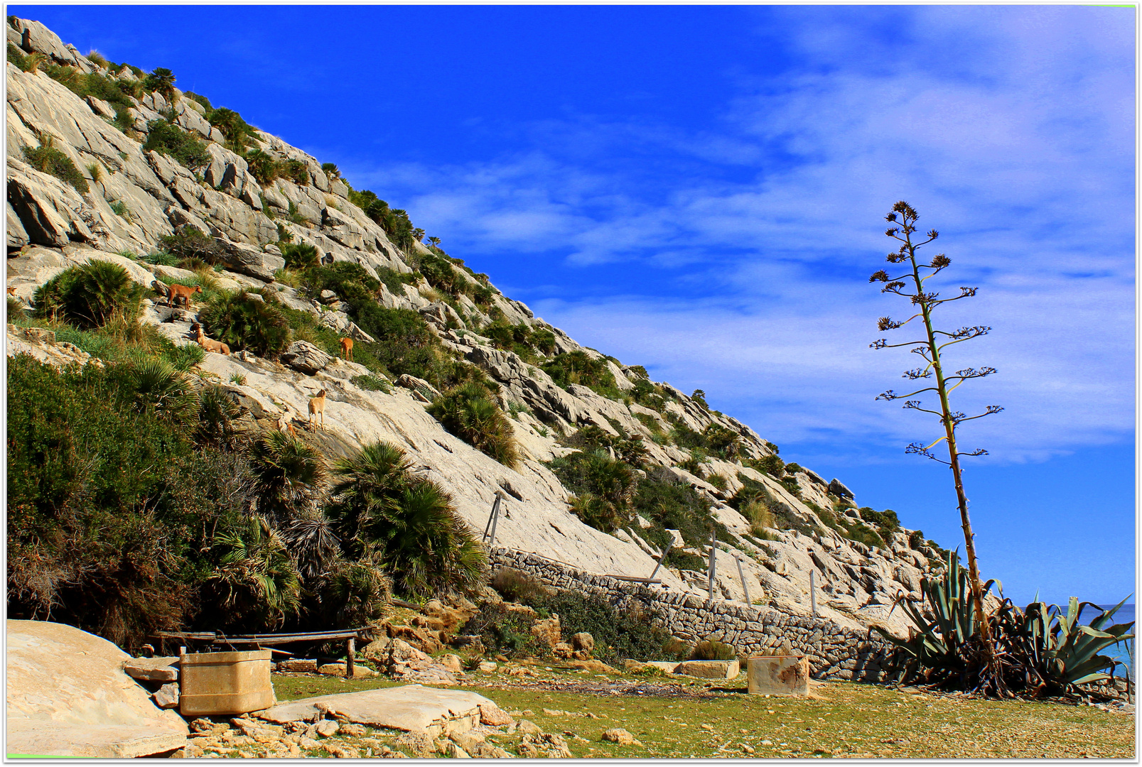 An der Cala San Vincente bei Pollensa