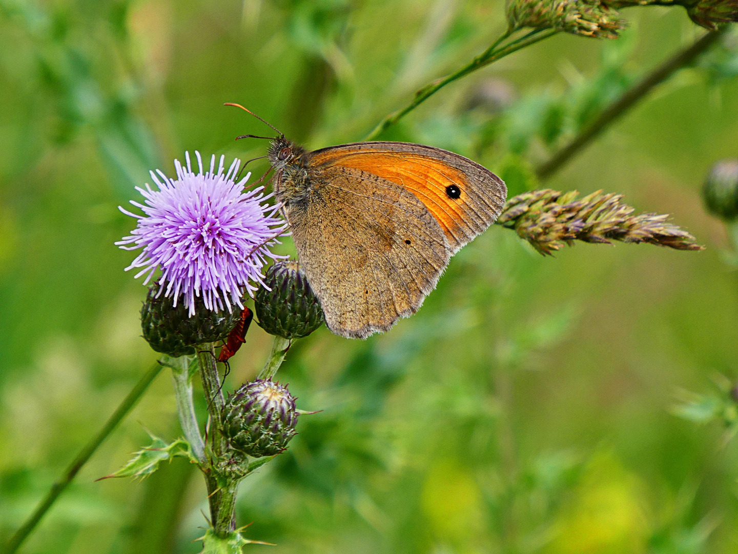 An der Distel