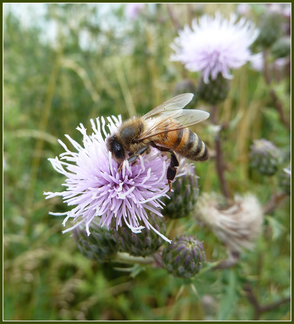 an der Distel-Bar