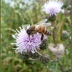 an der Distel-Bar