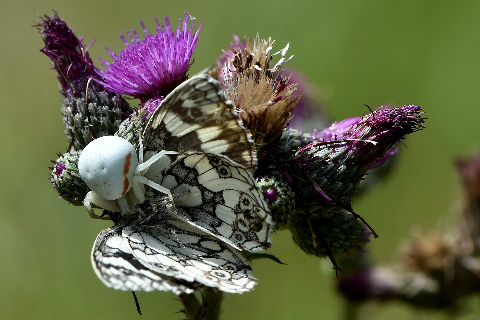 An der Distel lauert der Tod