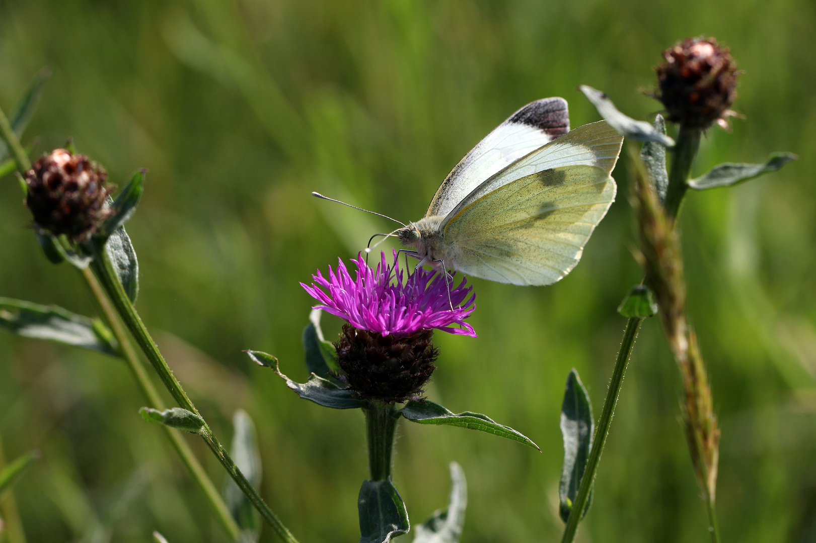 - An der Distelblüte -