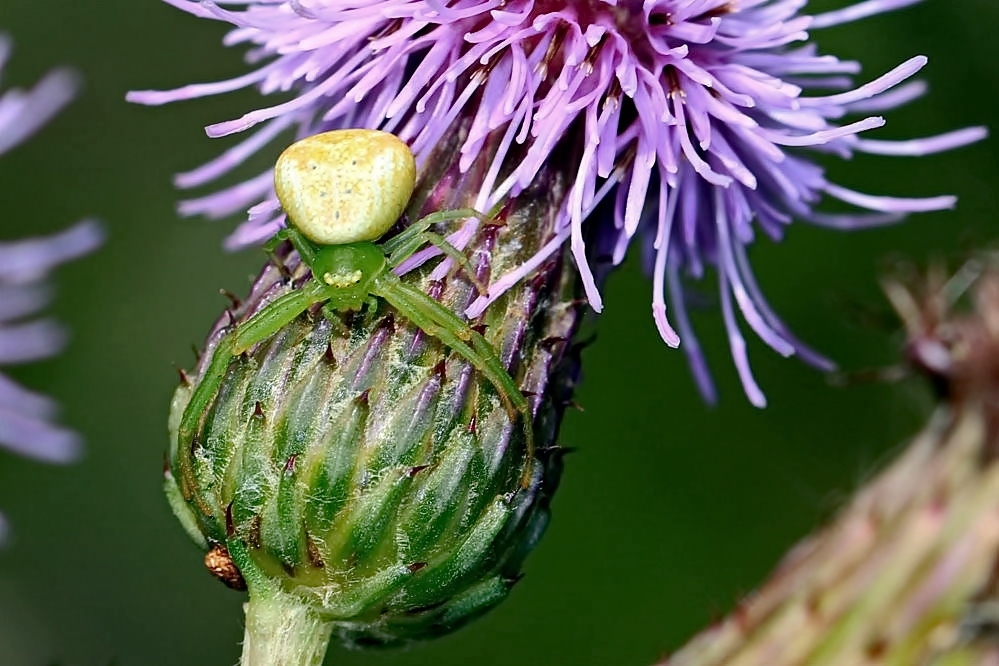 an der Distelblüte