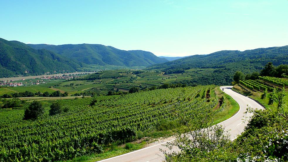 . . „an der Donau . . wo der Wein wächst“. .