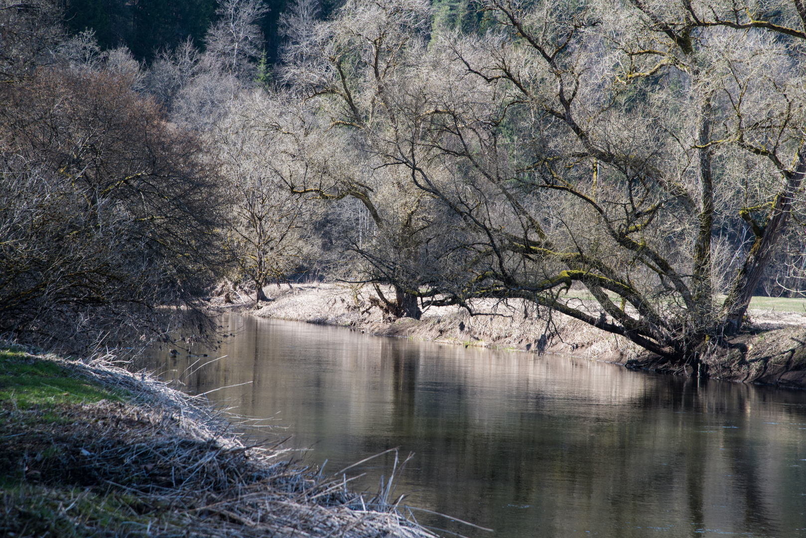 An der Donauversickerung