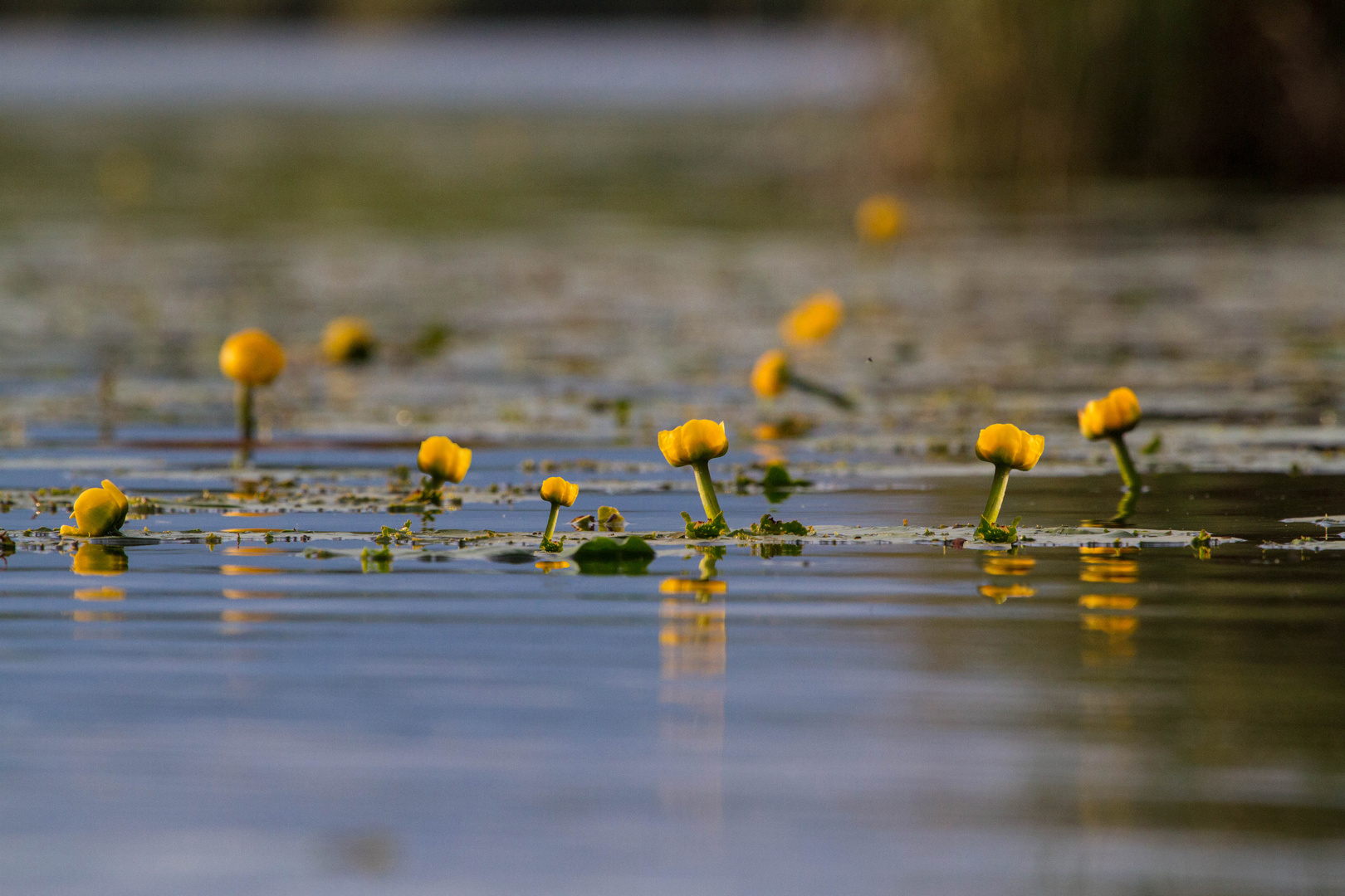 an der Drau