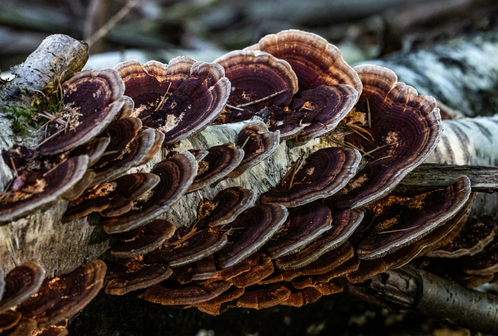 An der dunkelsten Stelle im Wald