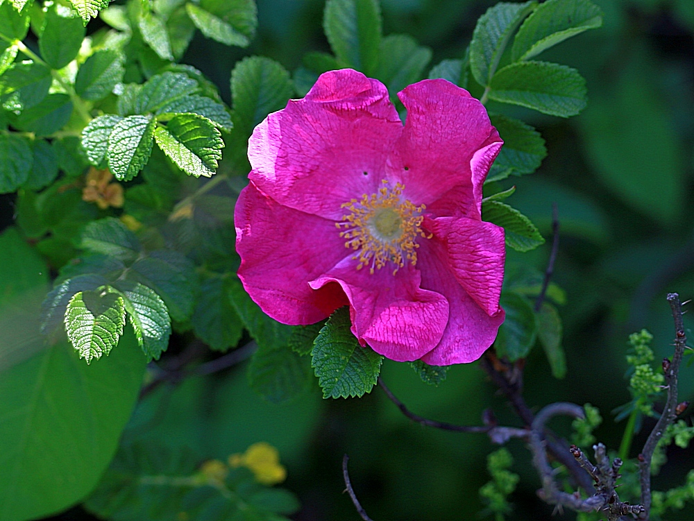 An der Ecke eine Rosenhecke