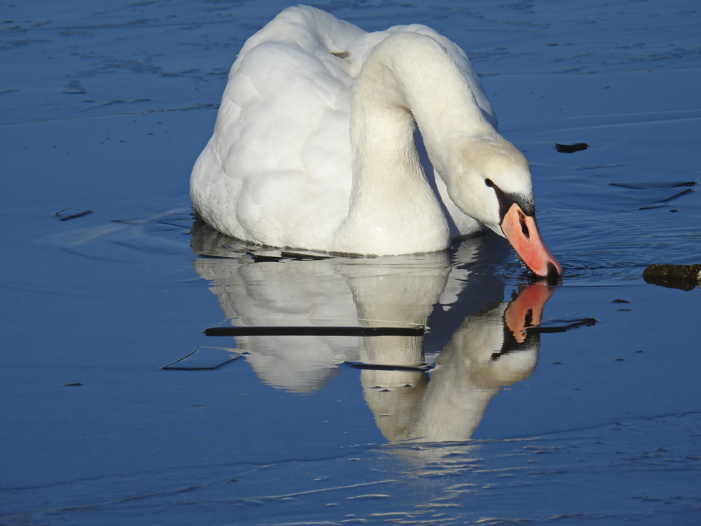 An der Eiskante