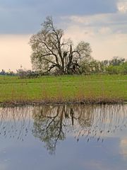 An der Elbe