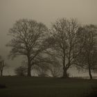 An der Elbe bei Altengamme