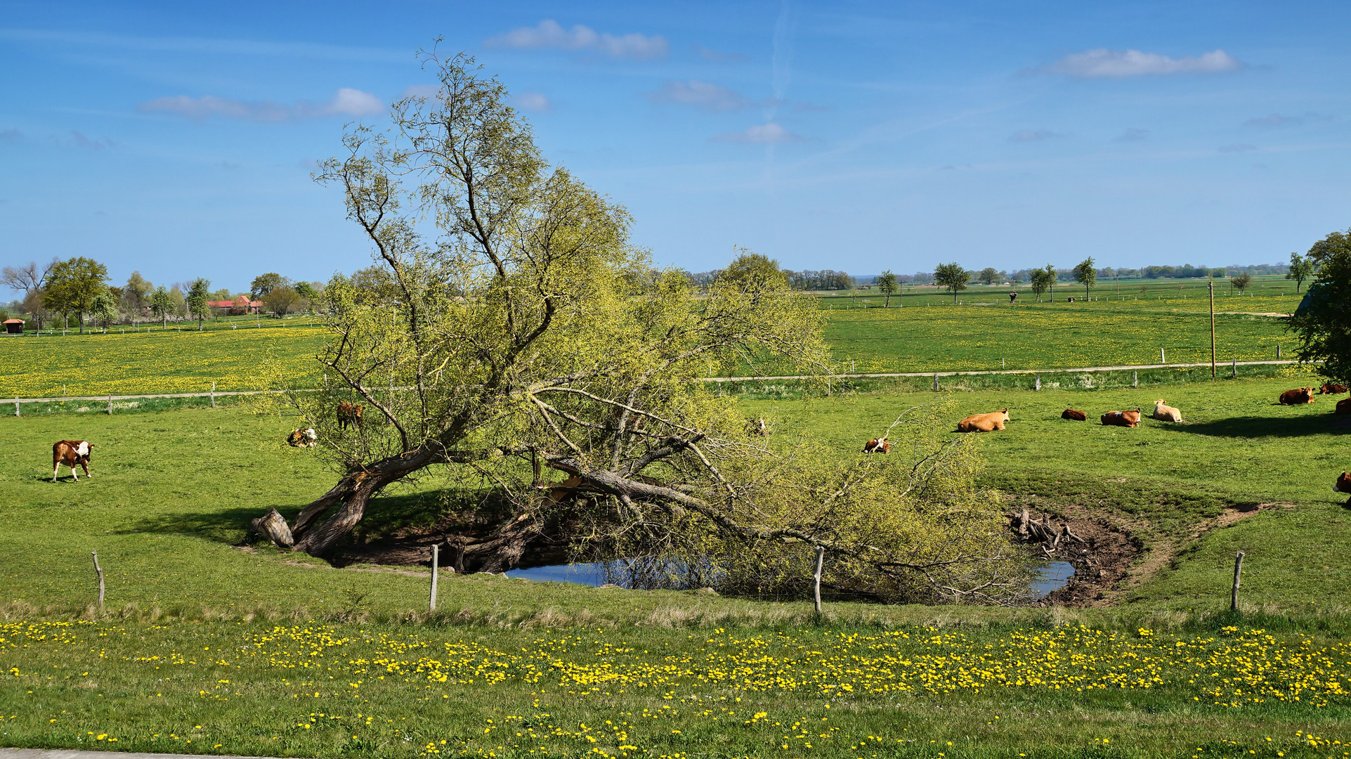 An der Elbe bei Bleckede