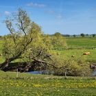 An der Elbe bei Bleckede