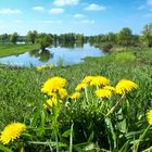 An der Elbe bei Bleckede