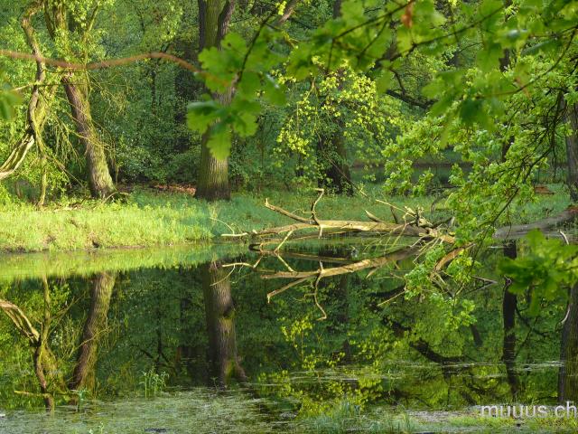 An der Elbe bei Dessau