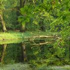 An der Elbe bei Dessau