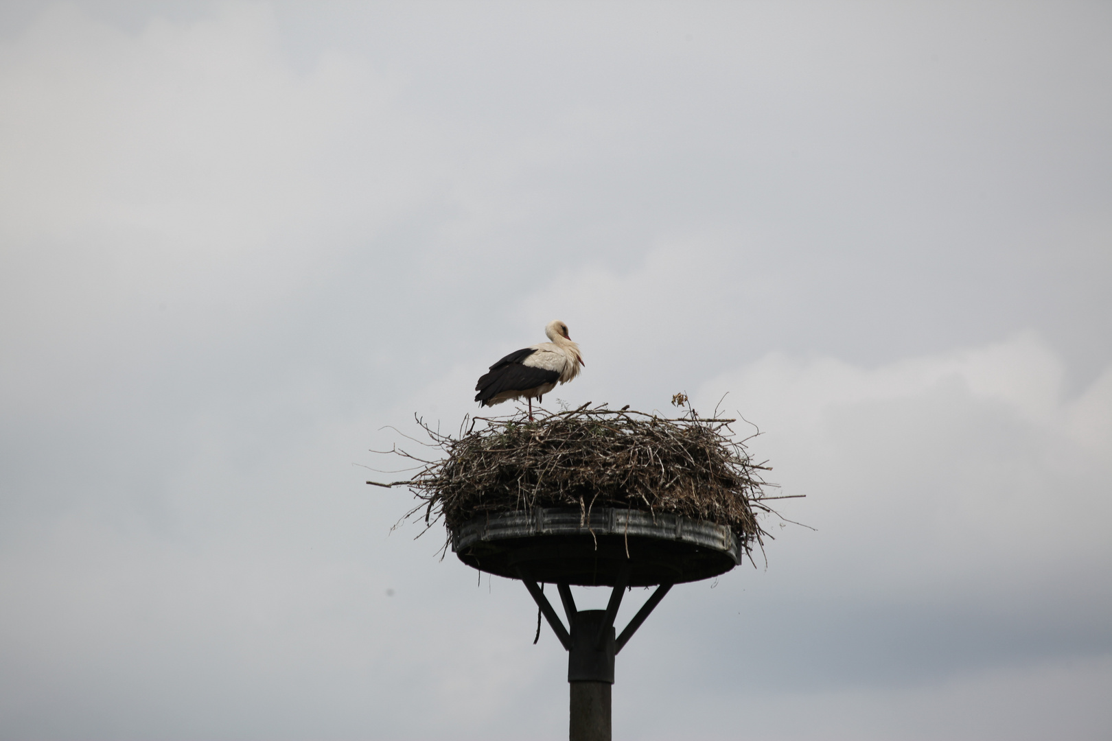 An der Elbe die Storchen Strasse 