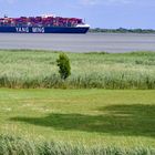 An der Elbe - YANG MING Containerschiff