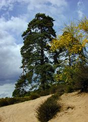 An der Fliegenberg-Dühne in der Wahner Heide