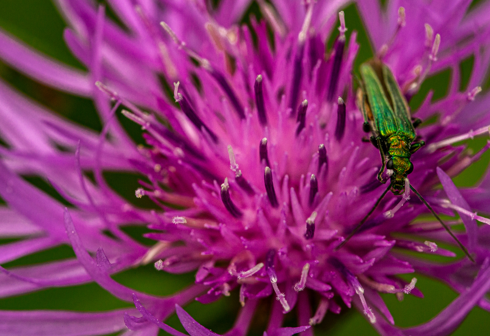 An der Flockenblume