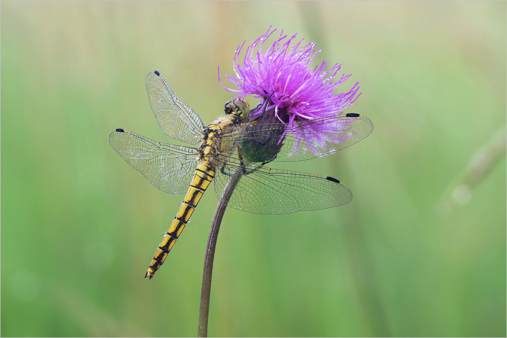 An der Flockenblume