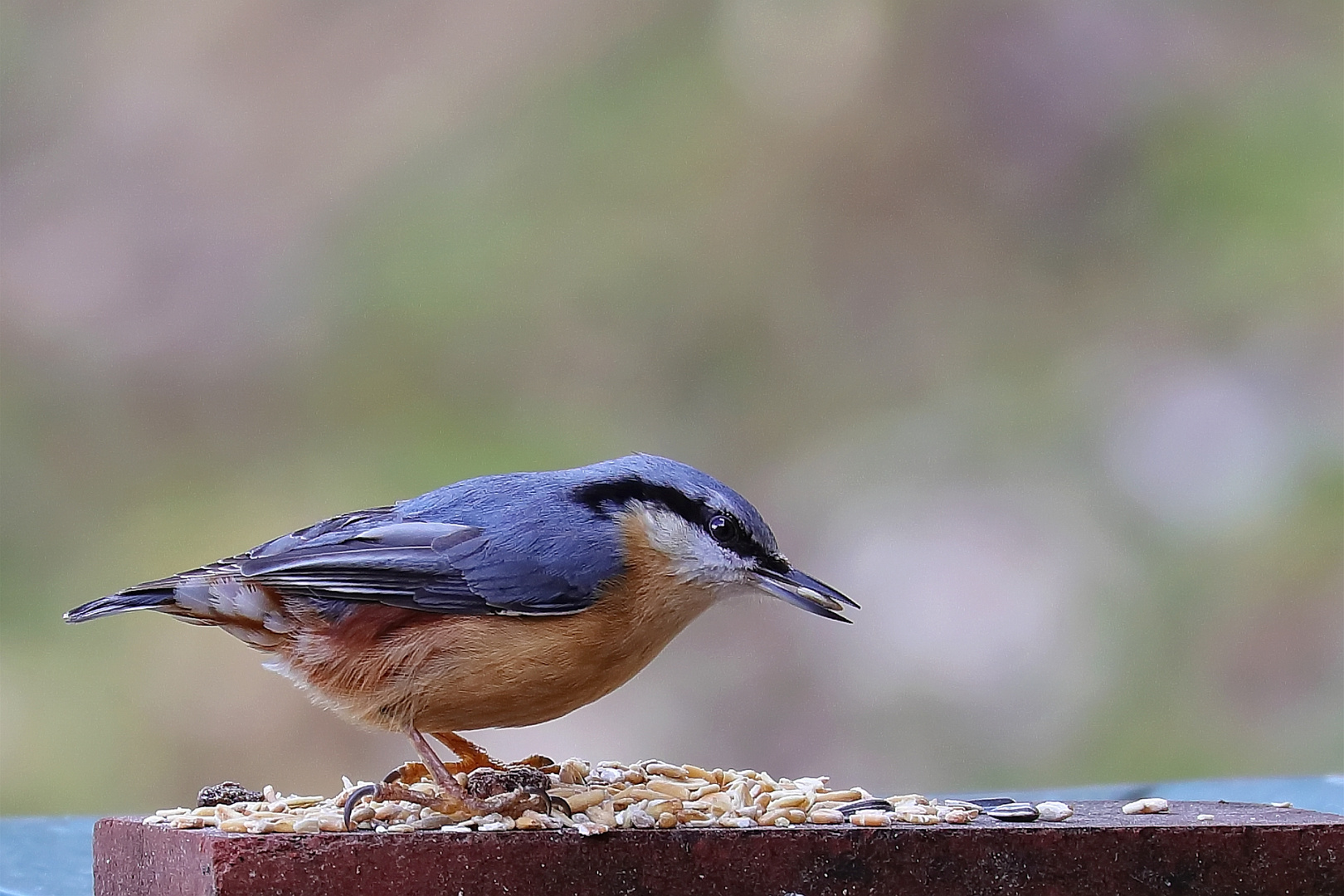 an der Futterstelle