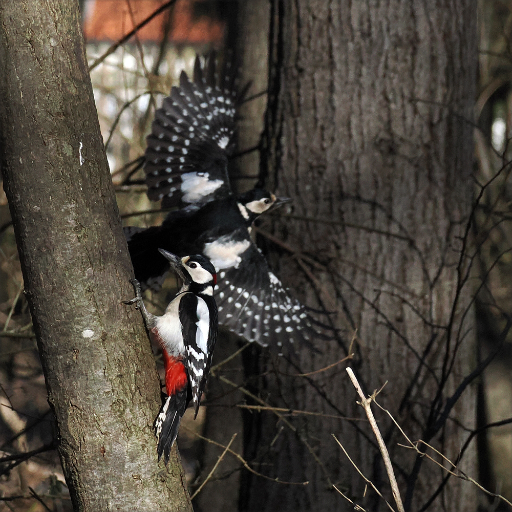 An der Futterstelle: Buntspecht