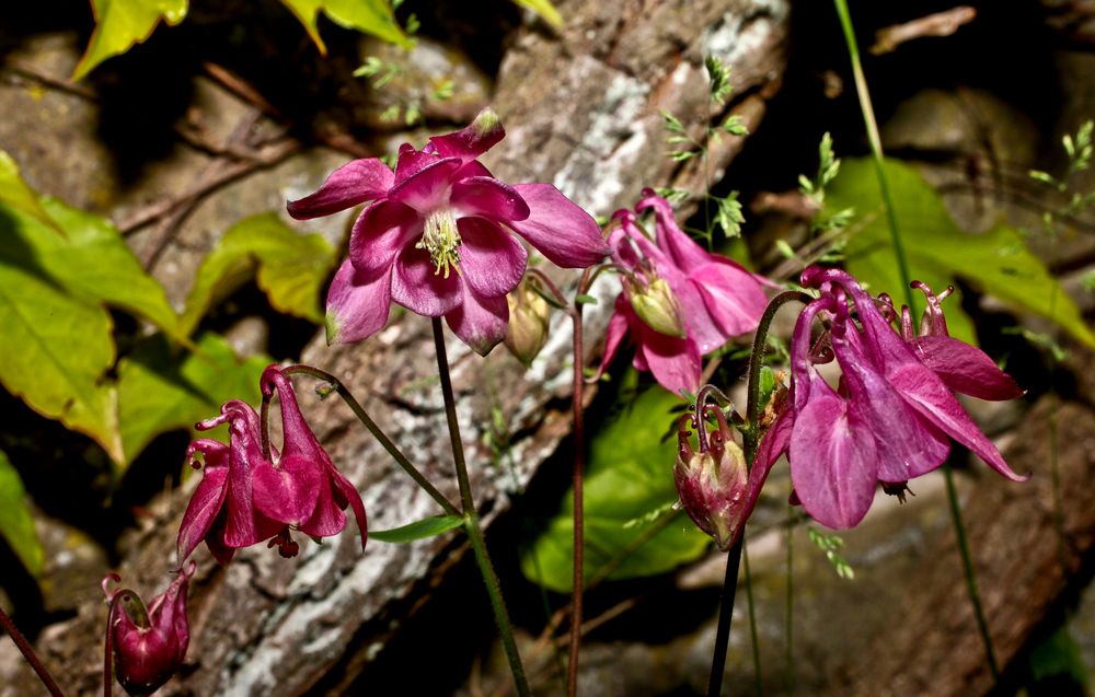 an der Gartenmauer