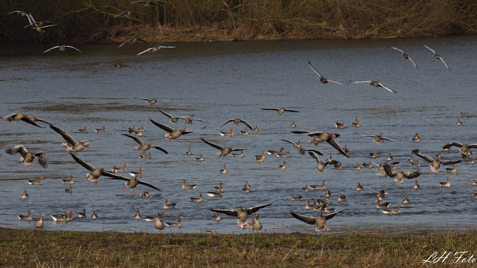 An der Geschiebesperre 18.01.14