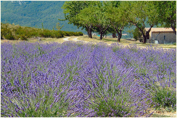 An der Gorges du Verdon.....................