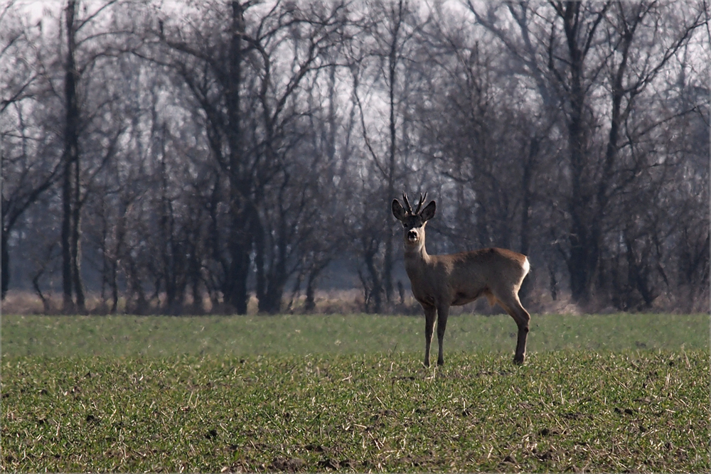 an der grenze...