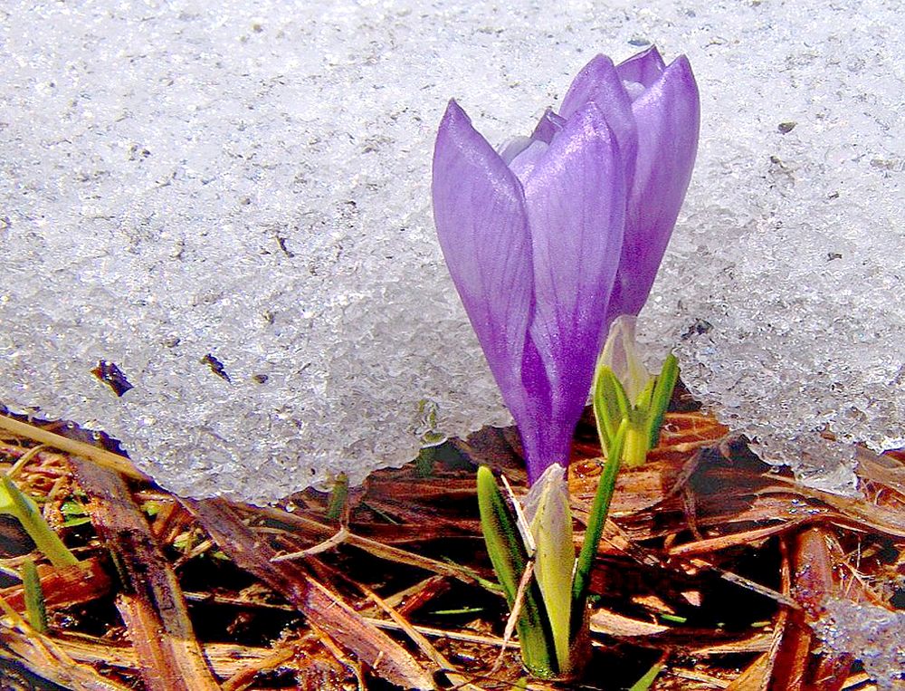 an der Grenze Frühling-Winter