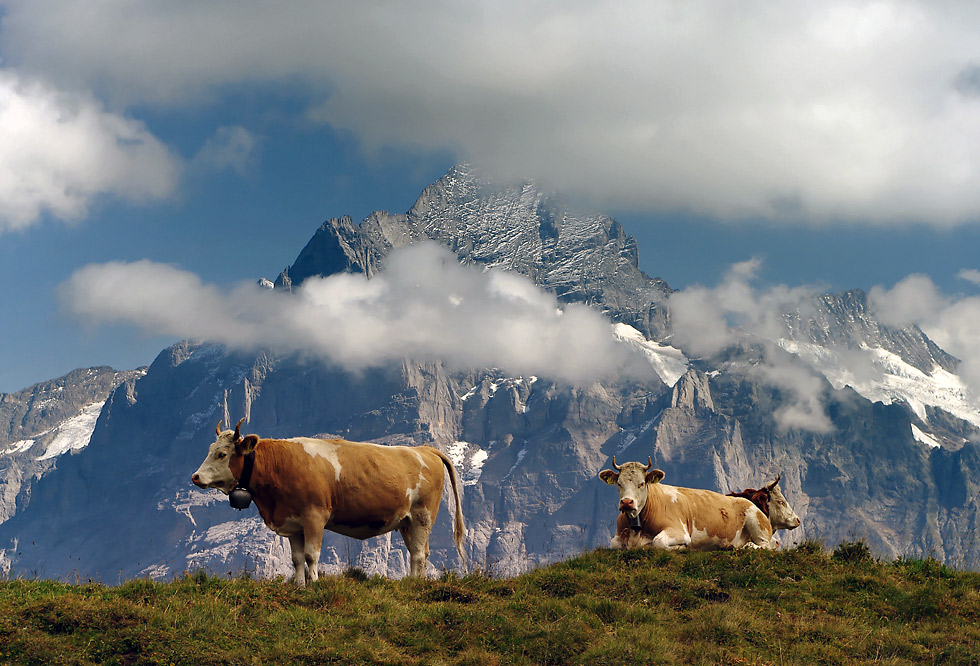 An der Grossen Scheidegg (Schweiz)