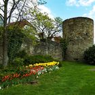 An der Hattinger Stadtmauer blüht es immer noch ...