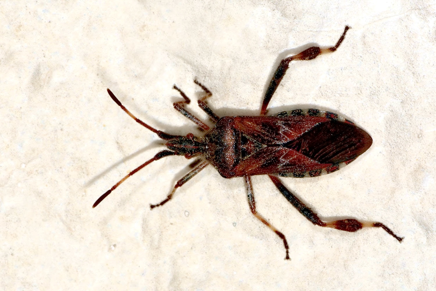 an der Hauswand Foto & Bild | fotos, makro, natur Bilder auf fotocommunity