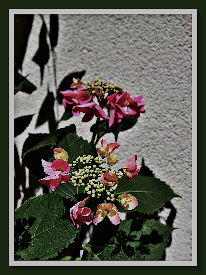 An der Hauswand auf dem Balkon ...