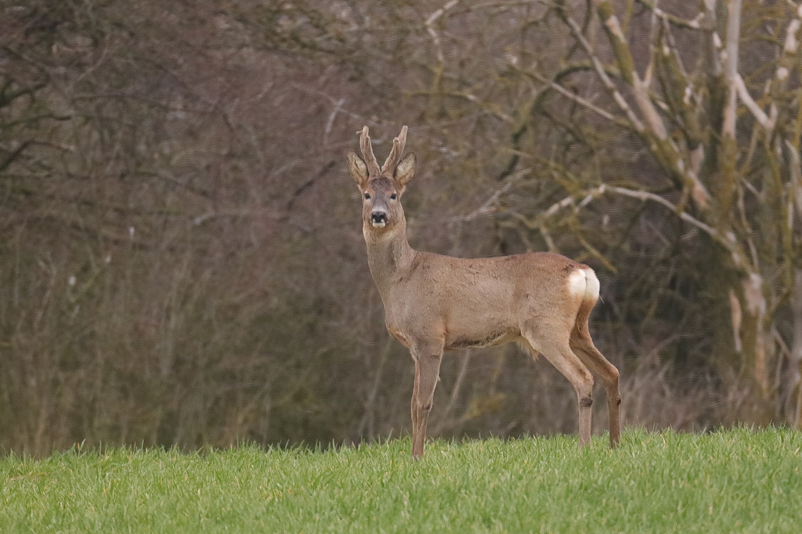 An der Hecke