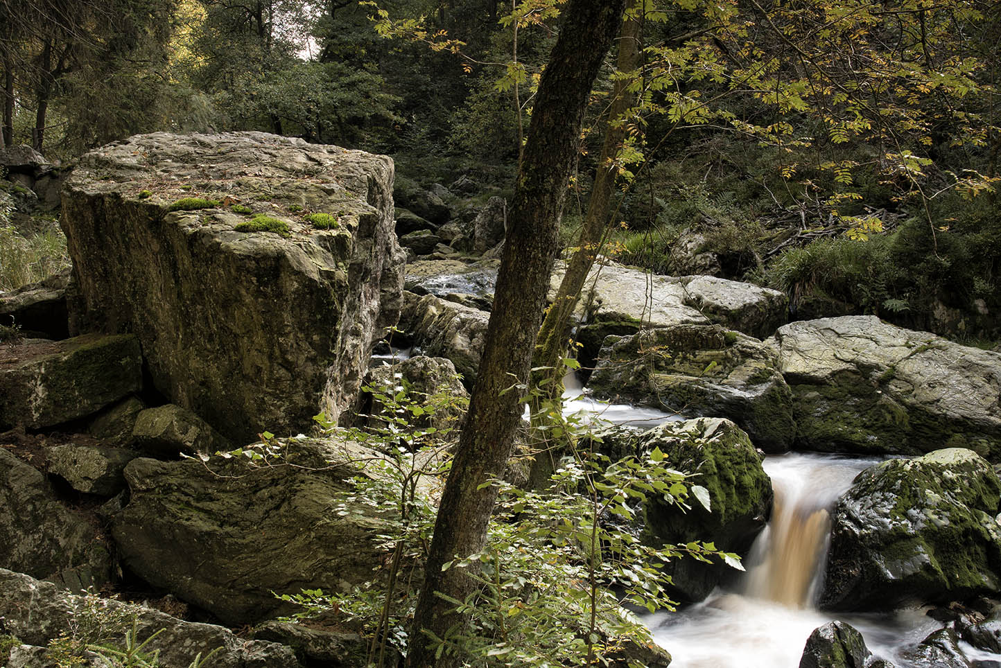 An der Hoegne Foto & Bild wald, natur, landschaft Bilder auf