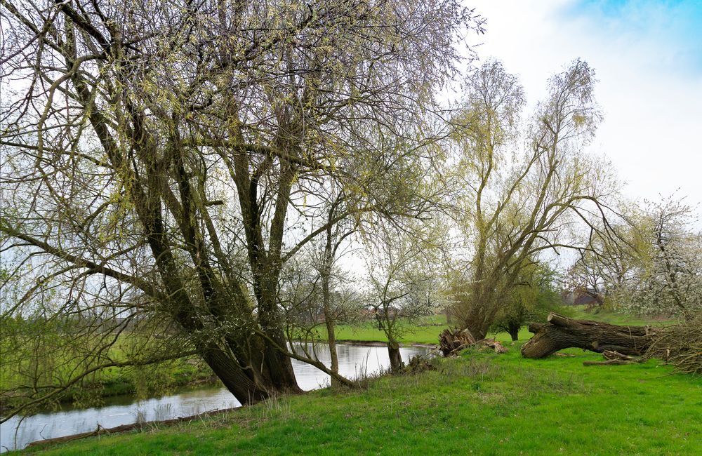 An der Ilmenau bei Bad Bevensen_D4A1963