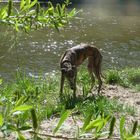 an der Isar